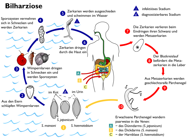 Bilharziose_Kreislauf