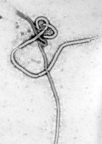 Ebola_virus